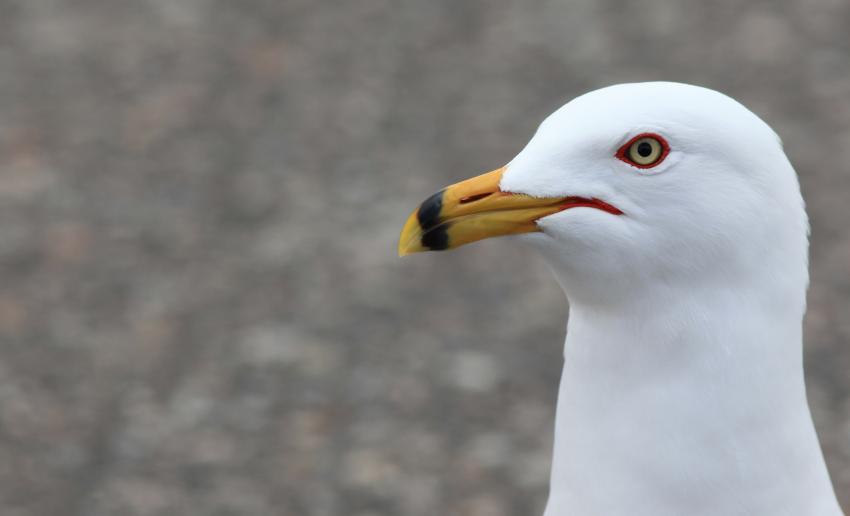 Mouette