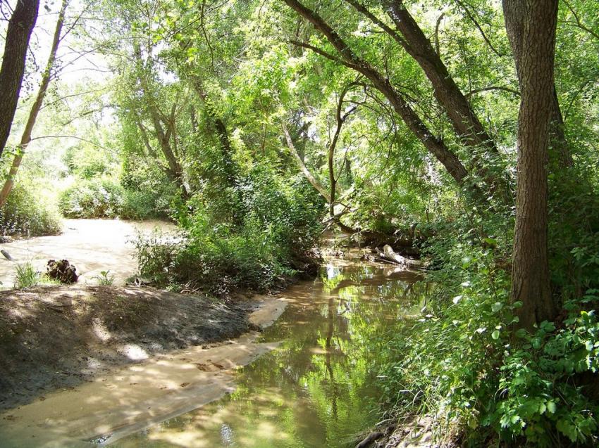 Petit ruisseau entre des arbres.