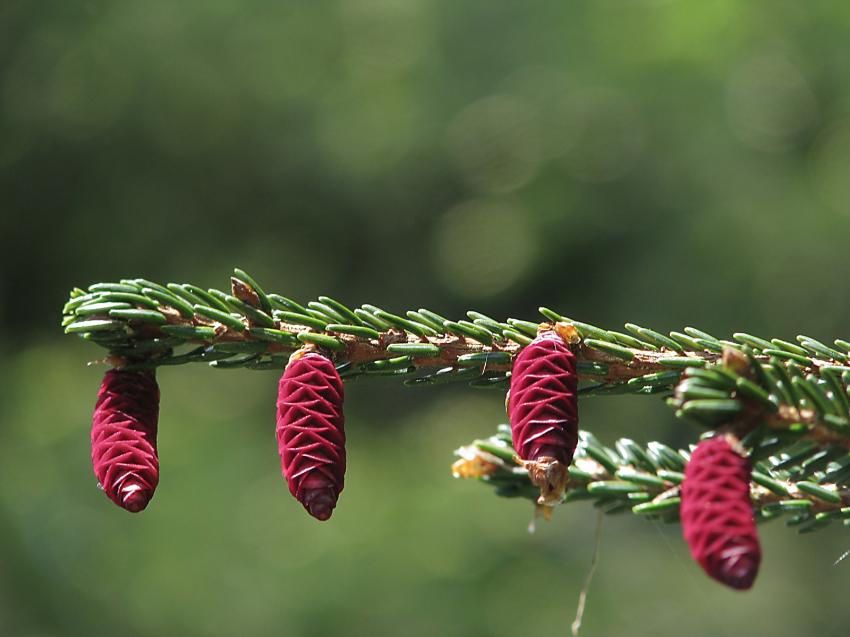 arbres de pin exotique