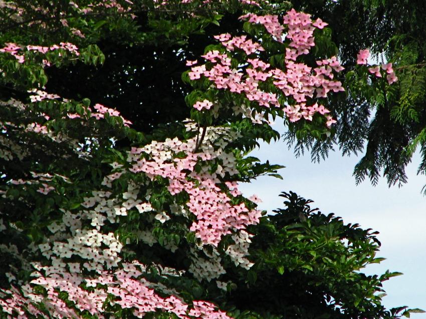 Dogwood