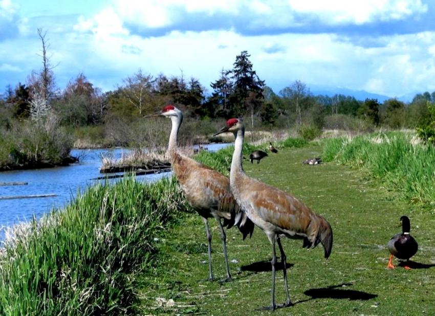 Grues canadiennes