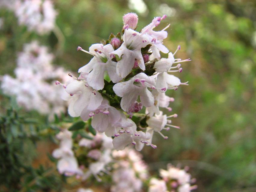 Thym de Provence