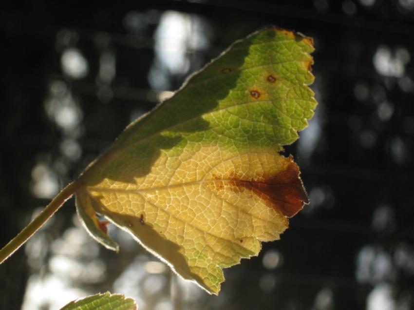 feuille de profil