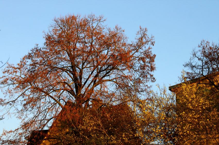 Automne, automne