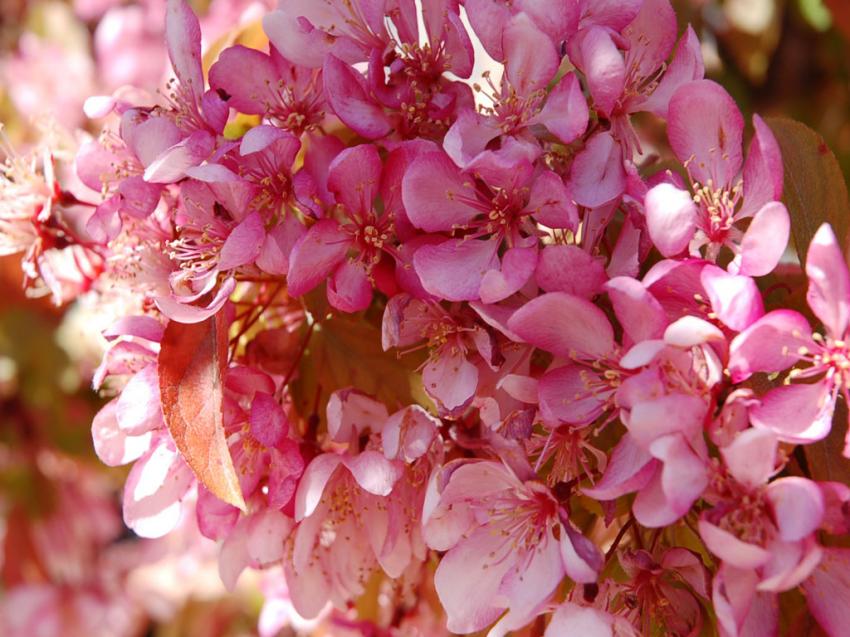 bouquet sauvage