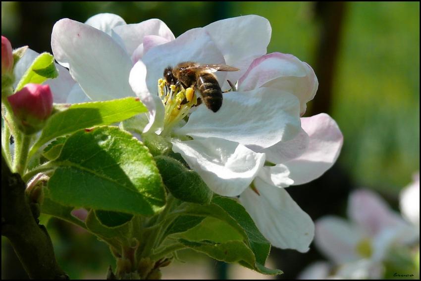 FLEUR DE POMMIER