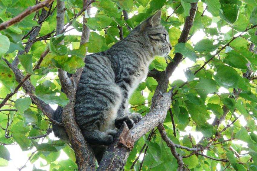 Attention les oiseaux !