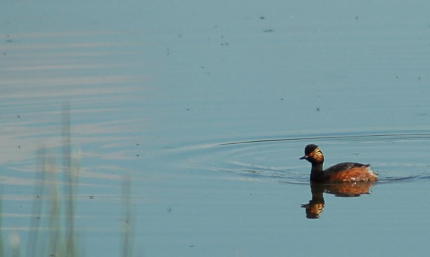 grebe a cou noir