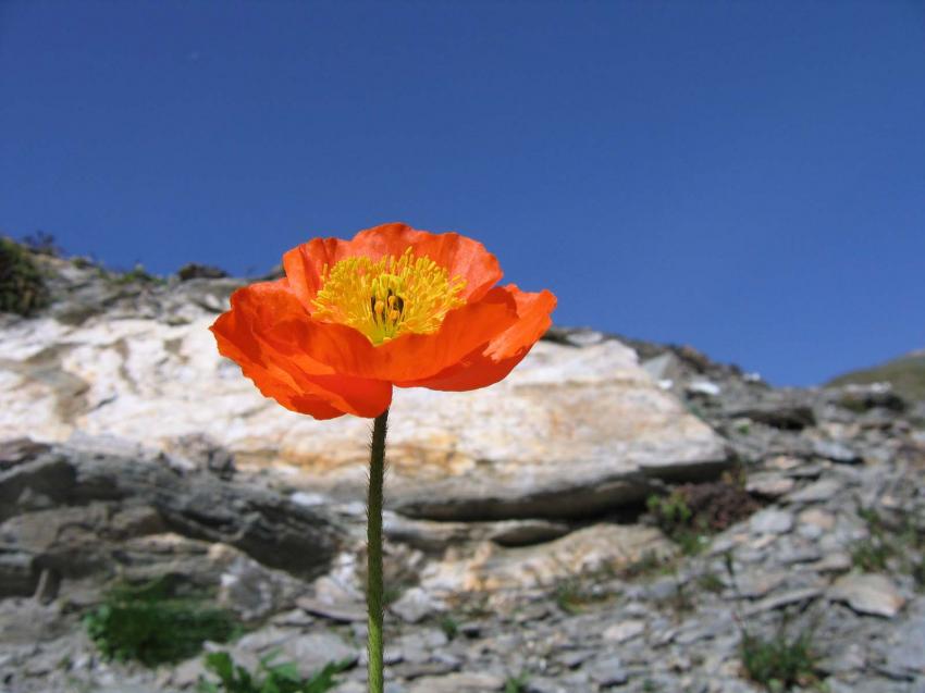 fleur sur les sentiers du queyras