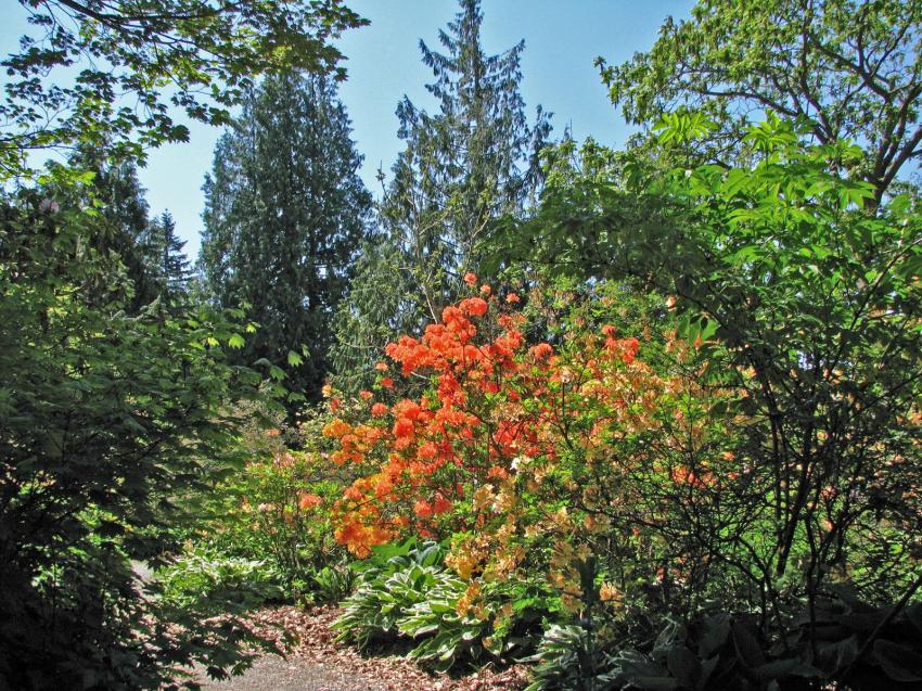 Rhododendrons a Stanley Park Vancouver
