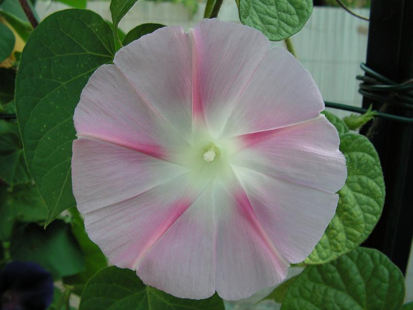 Une ipome blanche et rose