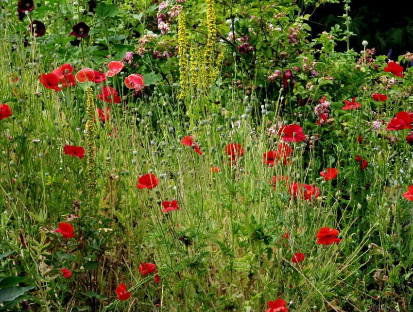 Coquelicots