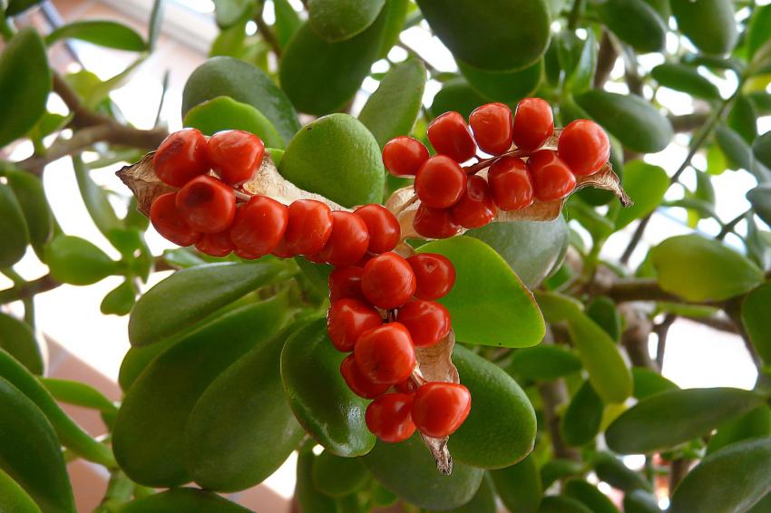 Fruits de fleur inconnue...