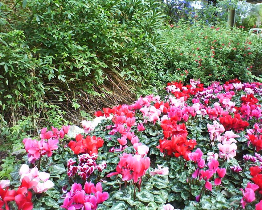 montpellier fleurs