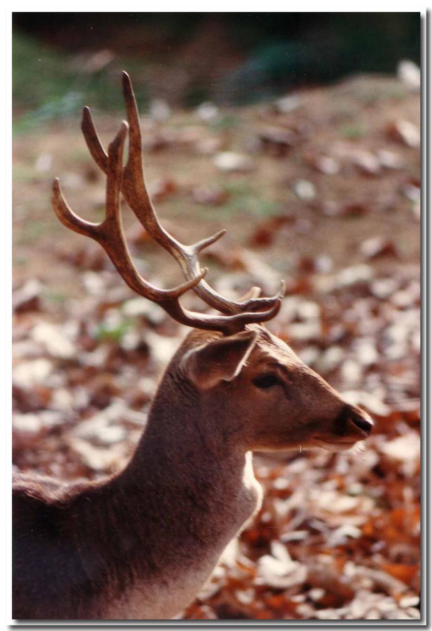 Le cerf