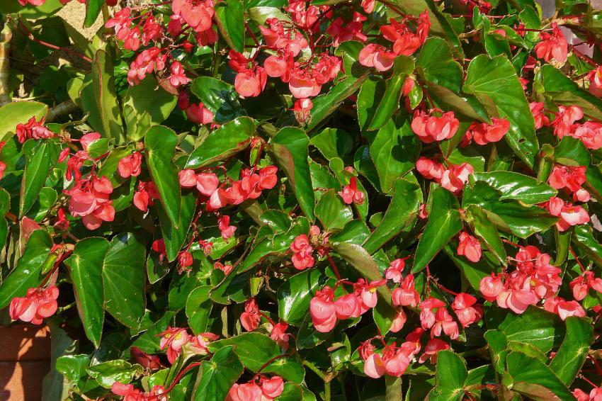 Un bgonia opulent