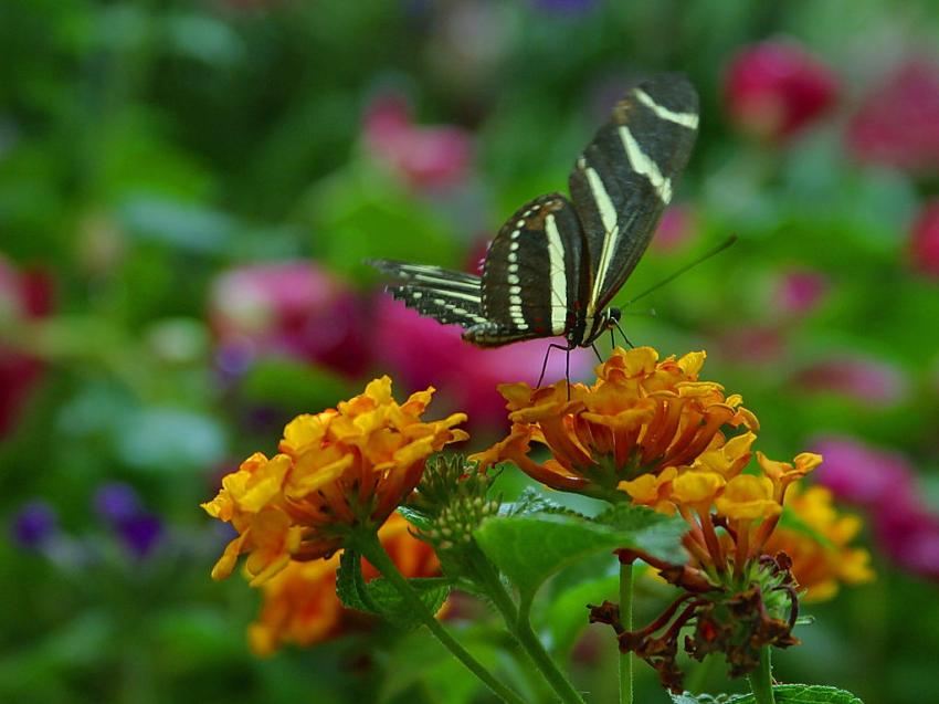 Papillons