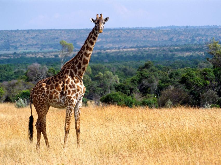 Girafe