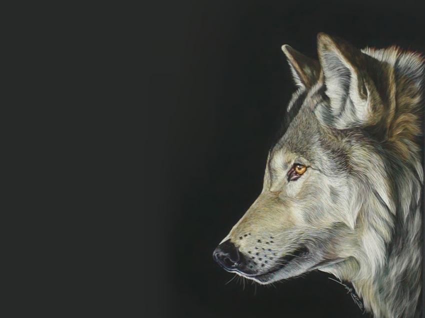 Loups