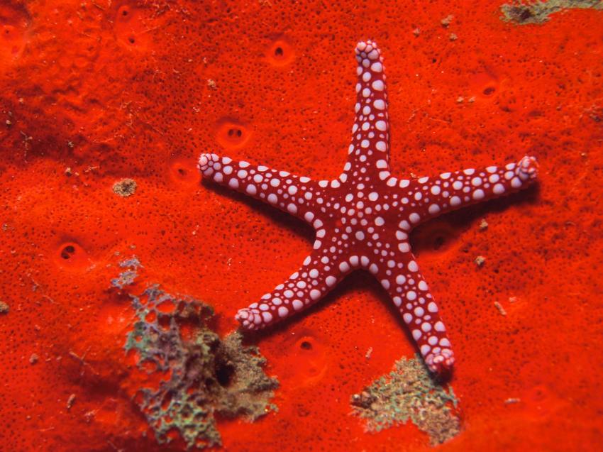 fonds marins