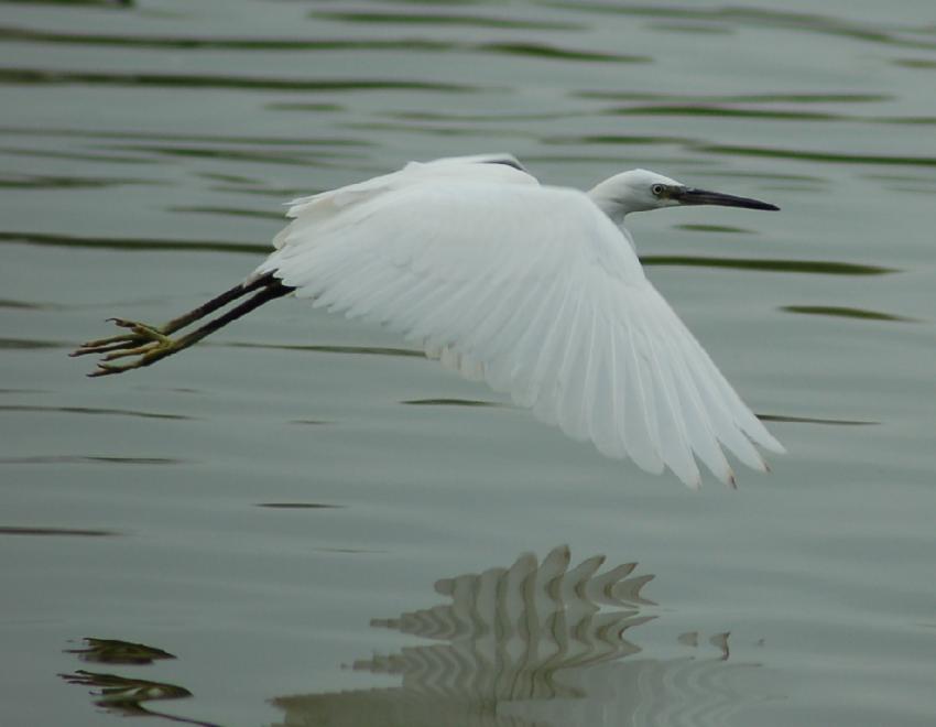 aigrette garzette