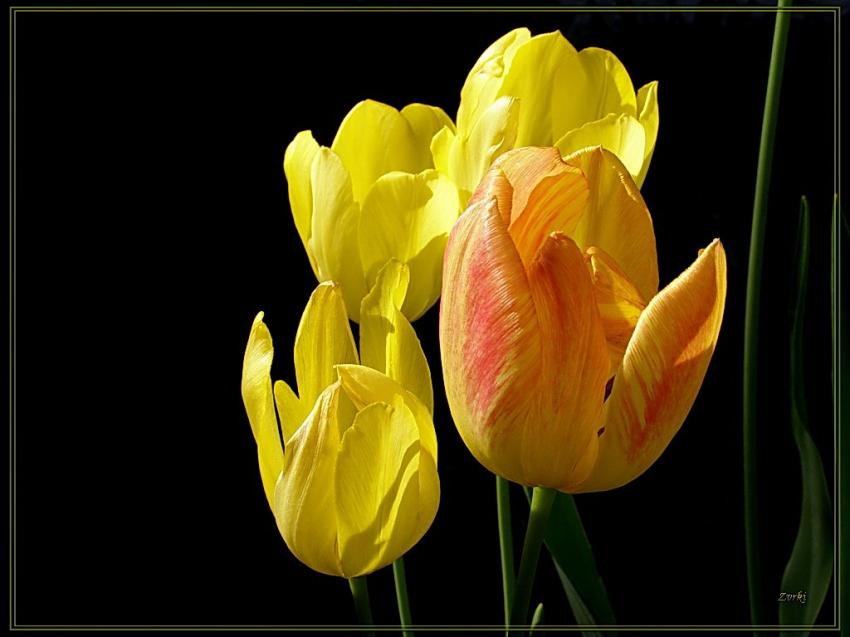 Quelques tulipes 2