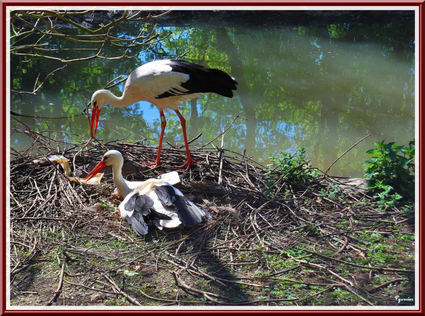 Zoo de Beauval