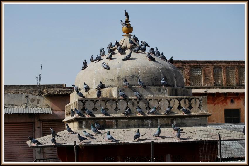 Jaipur - Rajasthan