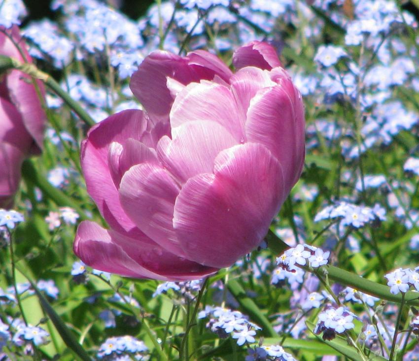 Tulipe
