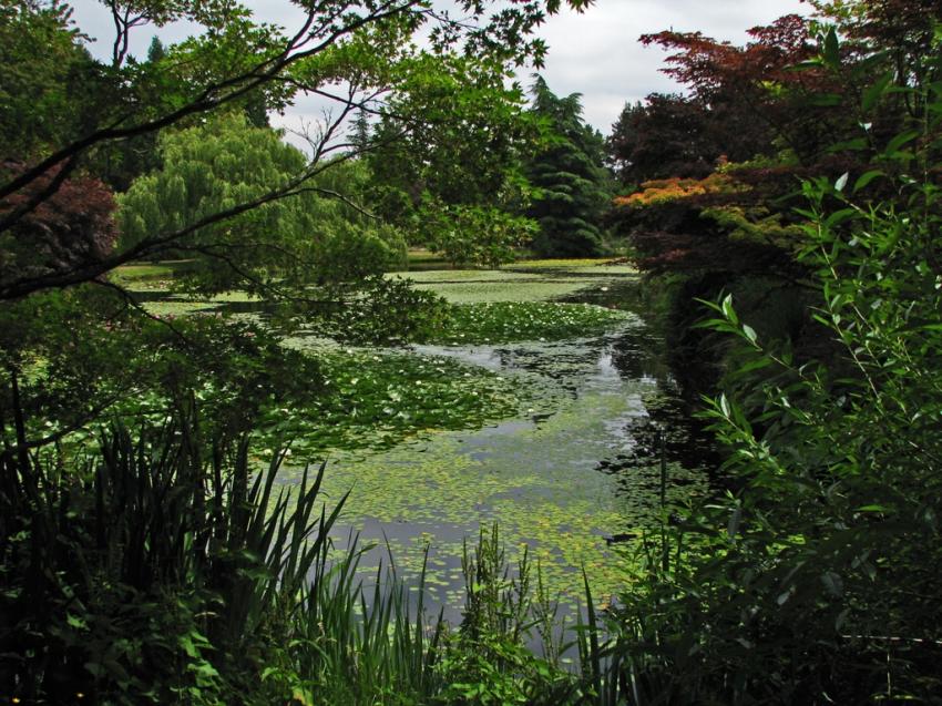 Etang du jardin botanique