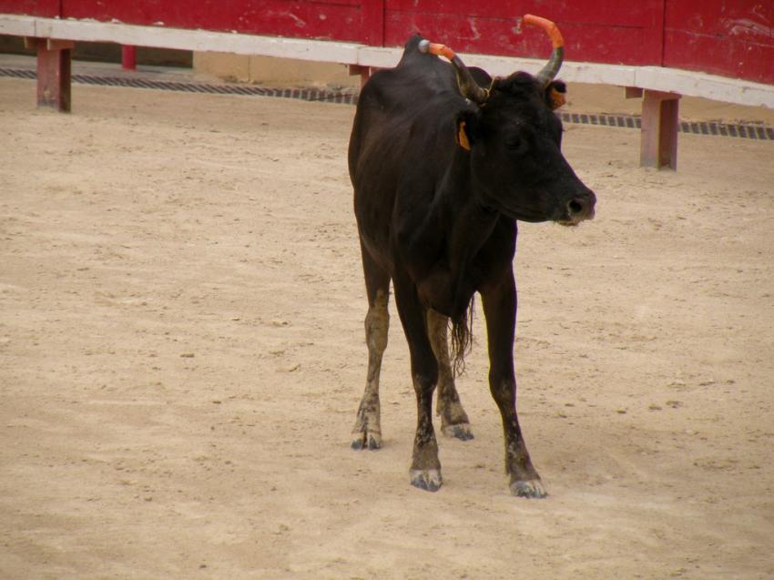 Taureau ou vachette de moins de 3 ans (Course cama