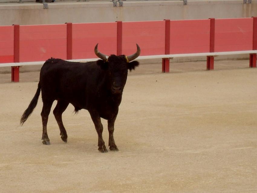 Taureau de plus de 3 ans et ses attributs (Course