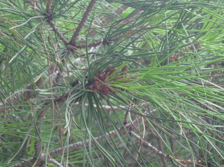 les feuilles de cet arbre n'en sont pas vraiment