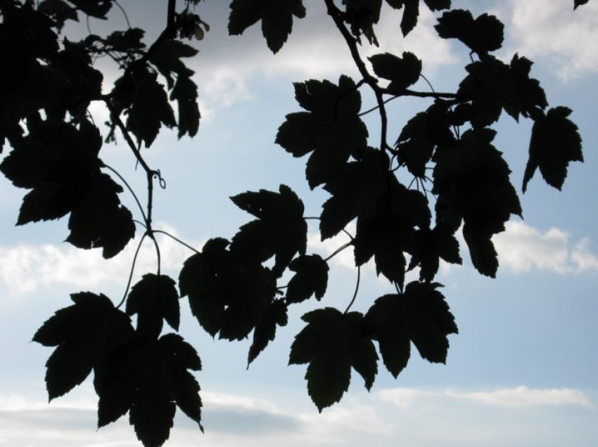 des feuilles dans le ciel bleu