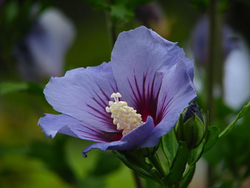 Fleurs bleue