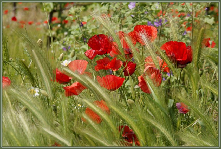 Coquelicots