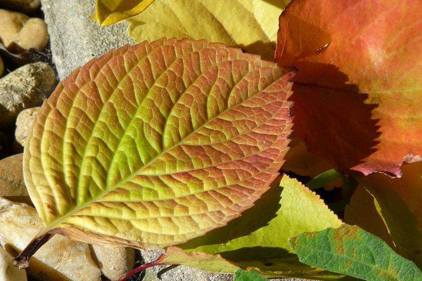 Feuille d'automne