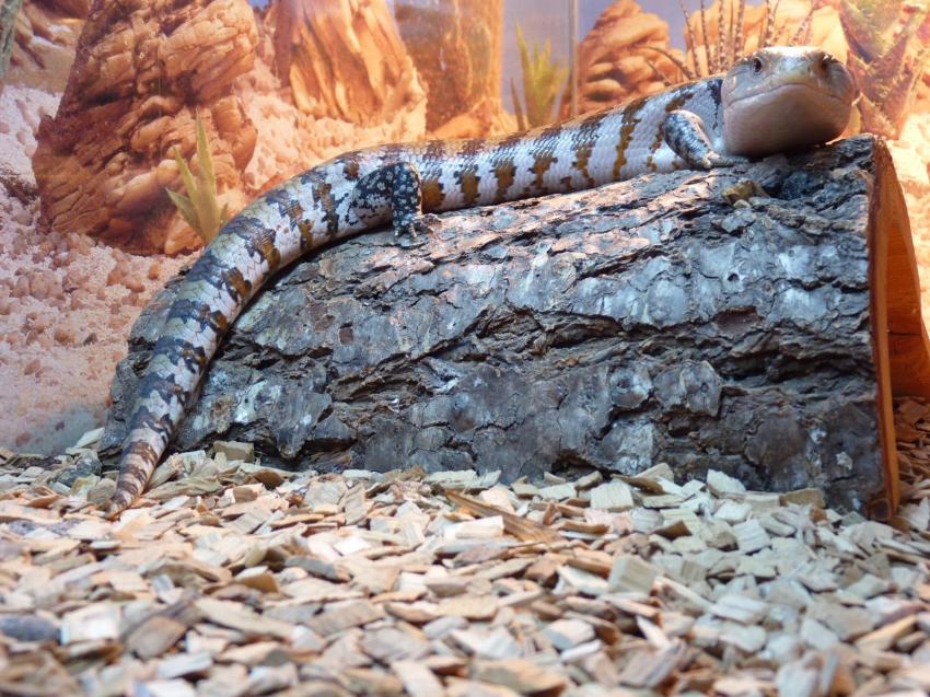 Scinque à langue bleue Aka Tiliqua