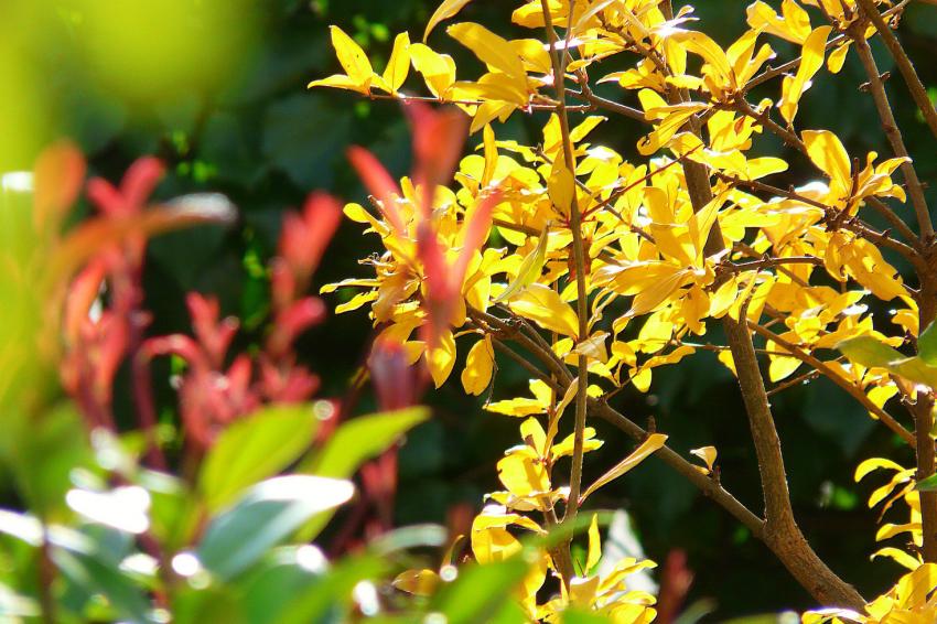 Lumire d'automne