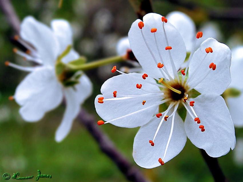 fleurs