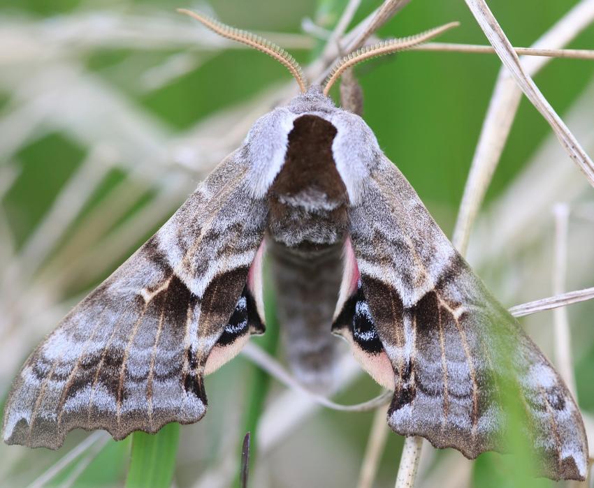 Papillon.