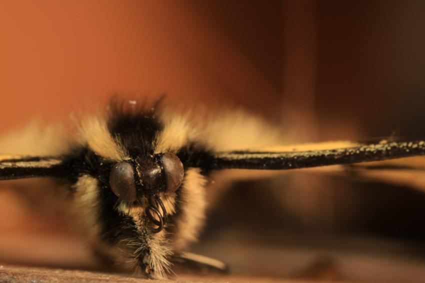 Papillon