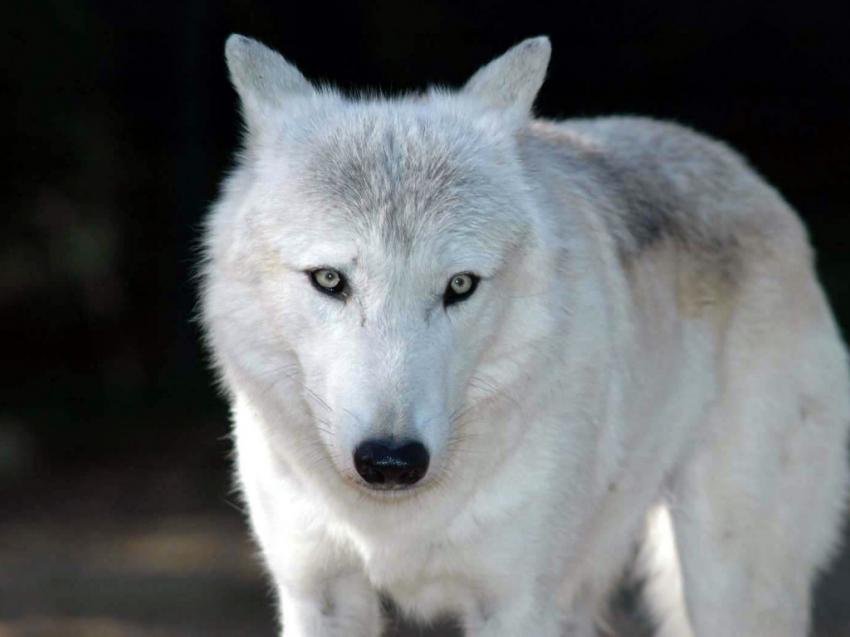 Loups