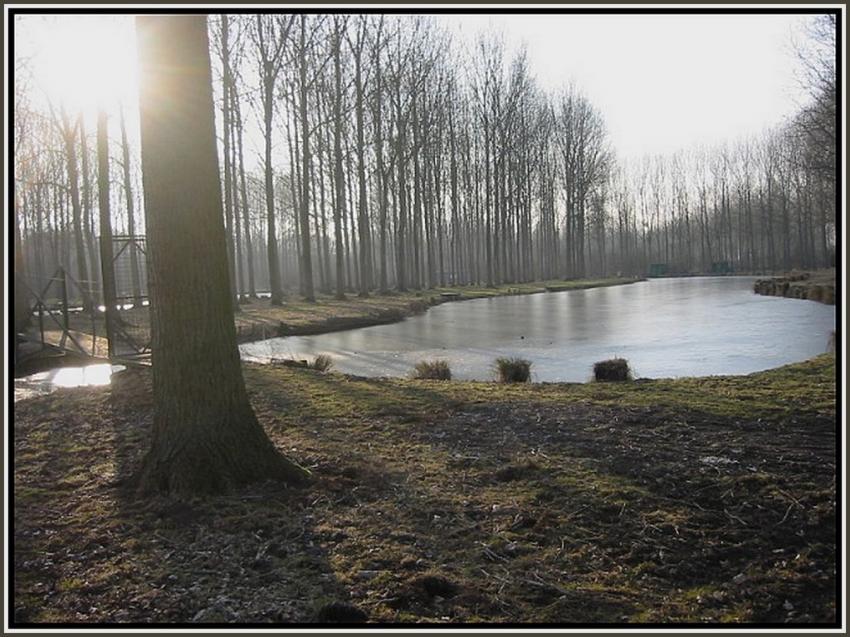 Petit matin d'hiver