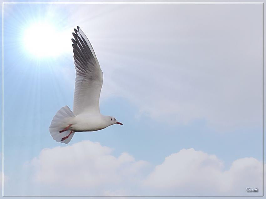Mouette 6a 26109