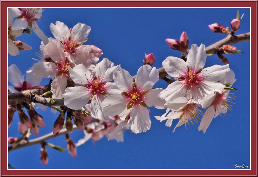 Amandiers en fleurs