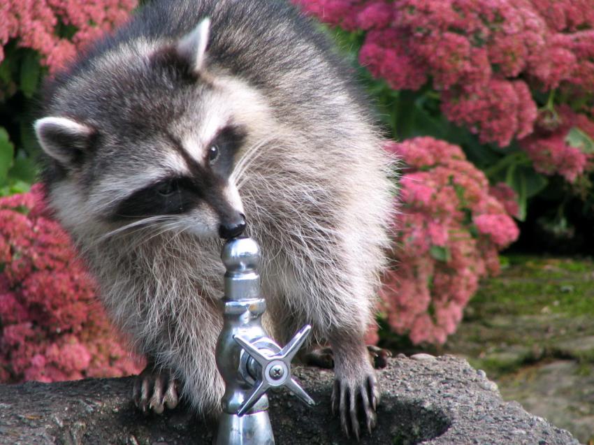 Raton laveur qui bois  la fontaine