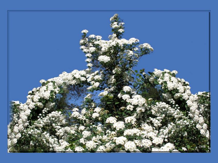 Fleurs 27409