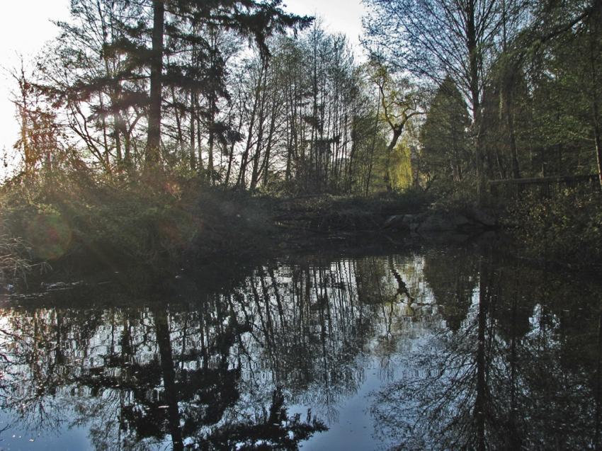 Reflets sur le Lost Lagoon