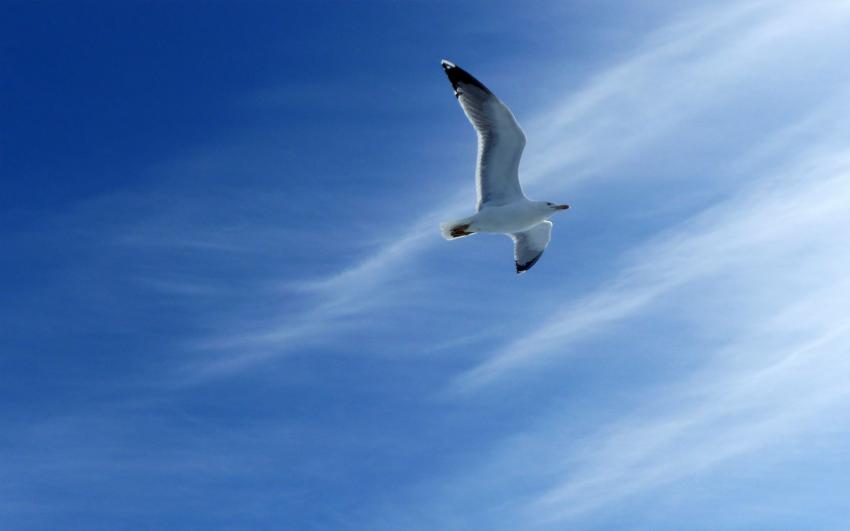 Mouette